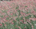Floraland Farms & Nurseries