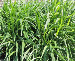 Floraland Farms & Nurseries