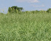 Floraland Farms & Nurseries