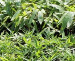 Floraland Farms & Nurseries