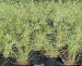 Floraland Farms & Nurseries