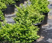 Floraland Farms & Nurseries