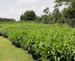 Floraland Farms & Nurseries
