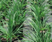 Floraland Farms & Nurseries