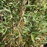 Fargesia dracocephala 