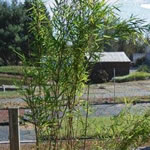 Fargesia nitida 'Anceps'