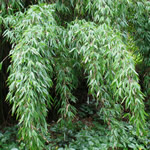 Fargesia nitida ‘Eisenach'