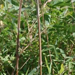 Fargesia nitida 'Ems River'