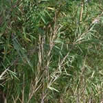 Fargesia nitida 'McClure' 
