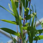 Fargesia nitida 'Steam Cottage' - 'de Belder'