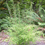 Fargesia nitida 'Nymphenberg' 
