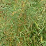 Fargesia robusta