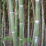 Phyllostachys nuda 