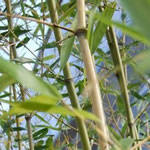 Phyllostachys bissetii 