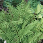 Anthrium angustum forma rubellum 