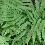 Dryopteris spinulosa 