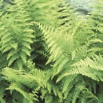 Dennsteadtia punctilobula 