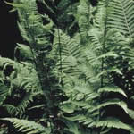 Dryopteris x australis
