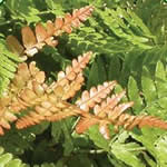 Dryopteris erythrosora