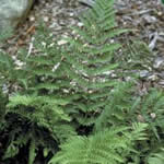 Dryopteris marginalis
