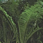 Matteuccia pensylvanica