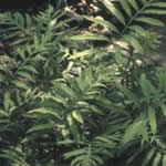 Onoclea sensibilis