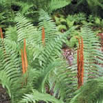 Osmunda cinnamomea
