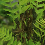 Osmunda claytoniana