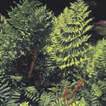 Osmunda regalis