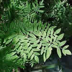 Osmunda regalis var. spectabilis 