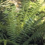 Polystichum acrostichoides 