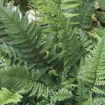 Polystichum tsus-simense