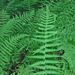 Thelypteris noveboracensis (Dryopteris n.)