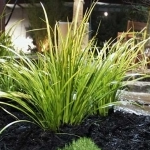 Acorus gramineus 'Argenteostriatus' 