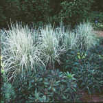Calamagrostis acutiflora 'Avalanche’