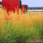Calamagrostis acutiflora 'Karl Foerster’