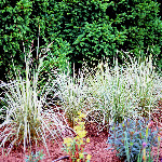Calamagrostis 'Overdam’