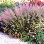 Calamagrostis brachytricha (Achnatherum brachytricha) 