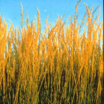 Calamagrostis 'Stricta' 