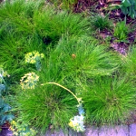 Carex appalachica