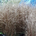 Carex buchananii 