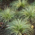 Carex comans 'Frosted Curls' 