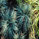 Carex conica 'Snowline' (aka 'Marginata' ) 
