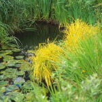 Carex elata ‘Aurea’ (C.e. ‘Bowles Golden’ ) 