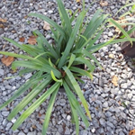 Carex flaccosperma