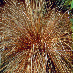 Carex flagellifera
