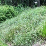 Carex glauca 'Blue Zinger'