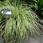 Carex hachijoensis 'Evergold' (C. morrowi aureovariegata)