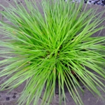 Carex montana 