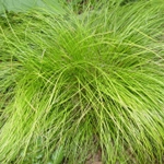Carex morrowii 'Temnolepsis'